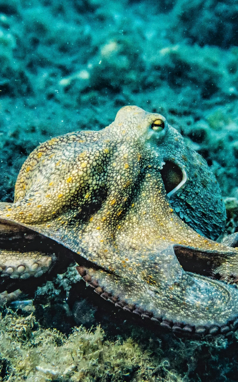 AIが有料メディアを変革する